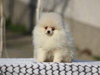 Pomeranac Boo štenci :: Psi Oglasi Beograd