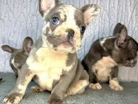 Francuski Buldog PRELEPI štenci :: Psi Oglasi Beograd