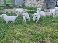 Beli švajcarski ovčar prelepi štenci :: Psi Oglasi Beograd