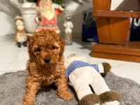 Crvena Toy Pudla žensko štene :: Psi Oglasi Beograd