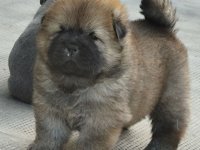Chow Chow muško :: Psi Oglasi Beograd