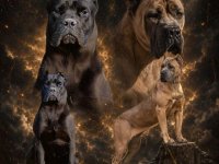 Cane Corso VRHUNSKI štenci :: Psi Oglasi Beograd