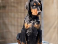 Prodaju se prelepi štenci dobermana, stari 3 meseca :: Psi Oglasi Beograd