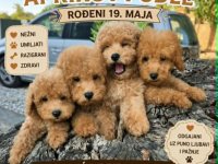 Pudle prelepi kučići :: Psi Oglasi Beograd