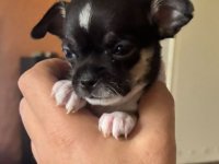 Čivava štene prelepa Civava Chihuahua apple head :: Psi Oglasi Beograd