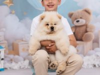CHOW CHOW zensko stene :: Psi Oglasi Beograd