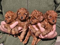 Najmanje pudle, od najlepsih roditelja u Evropi samo u Pom_Hash_Starsu :: Psi Oglasi Beograd