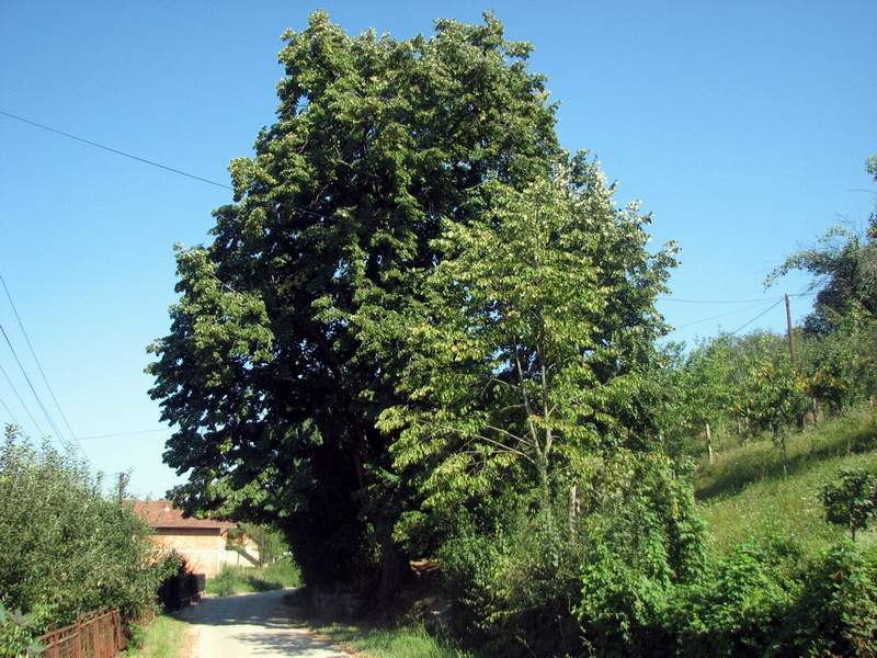 Dendro­terapija - Zagrljaj drveta