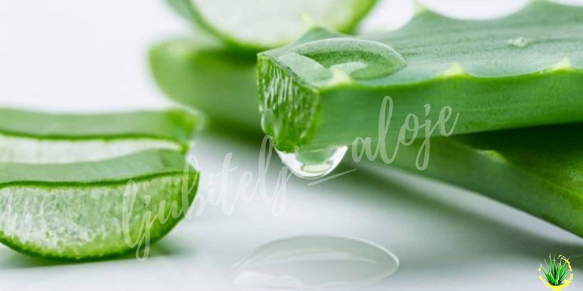  Aloe vera – novi lek 21. veka