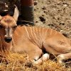 U pitanju je mladunče eland antilope, rođeno u 20 časova 12. jula 2018. godine.