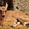 U pitanju je mladunče eland antilope, rođeno u 20 časova 12. jula 2018. godine.